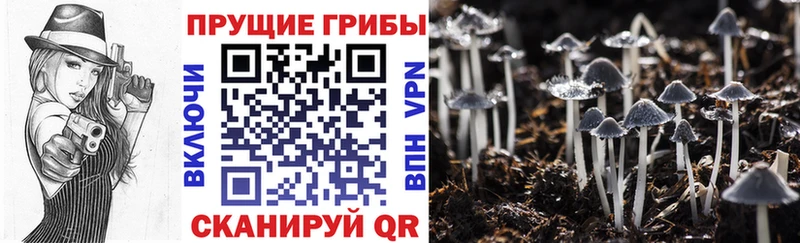 Галлюциногенные грибы Psilocybine cubensis  Купить  Сухиничи 